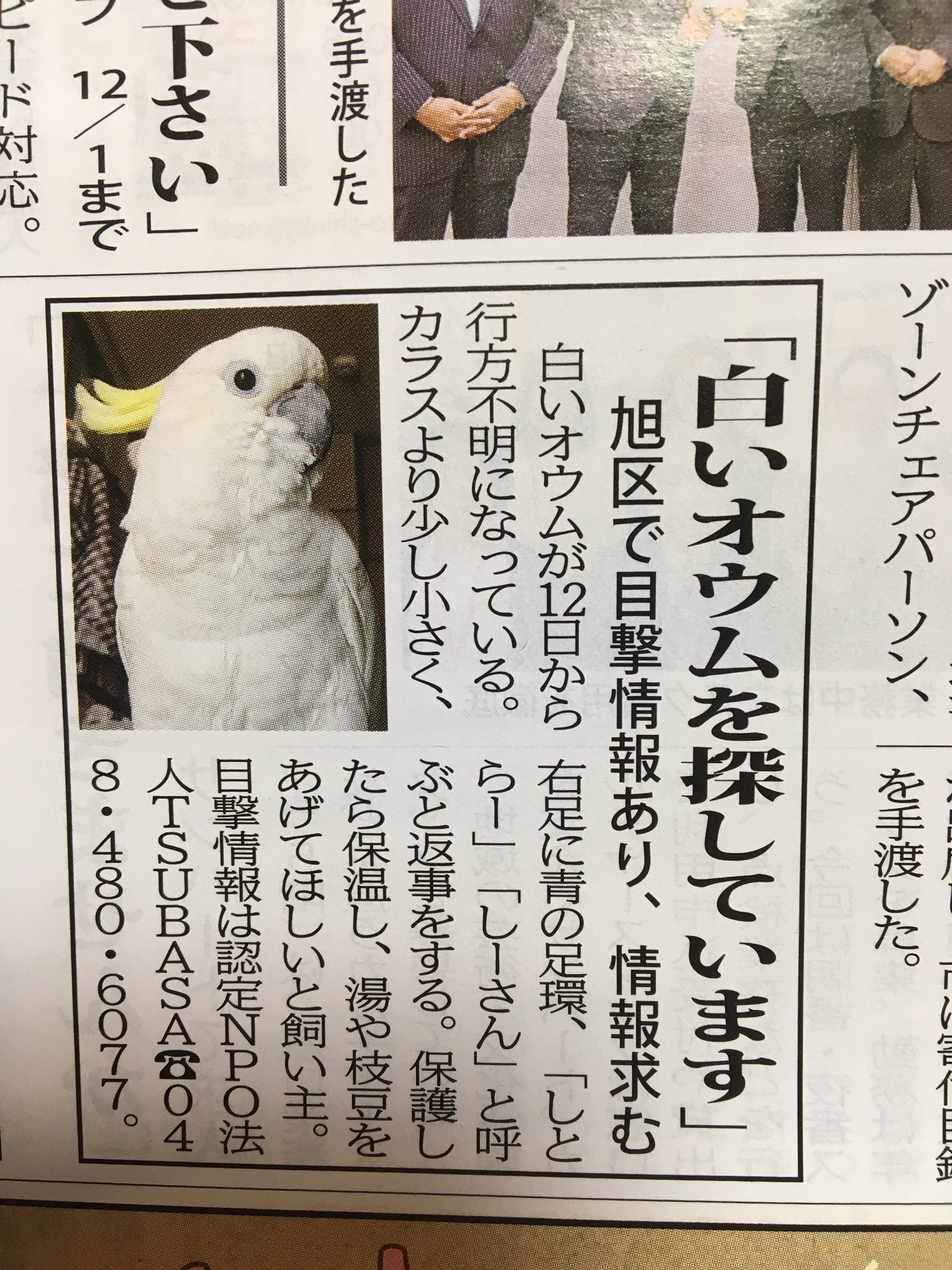 白いオウム Twitter Search Twitter