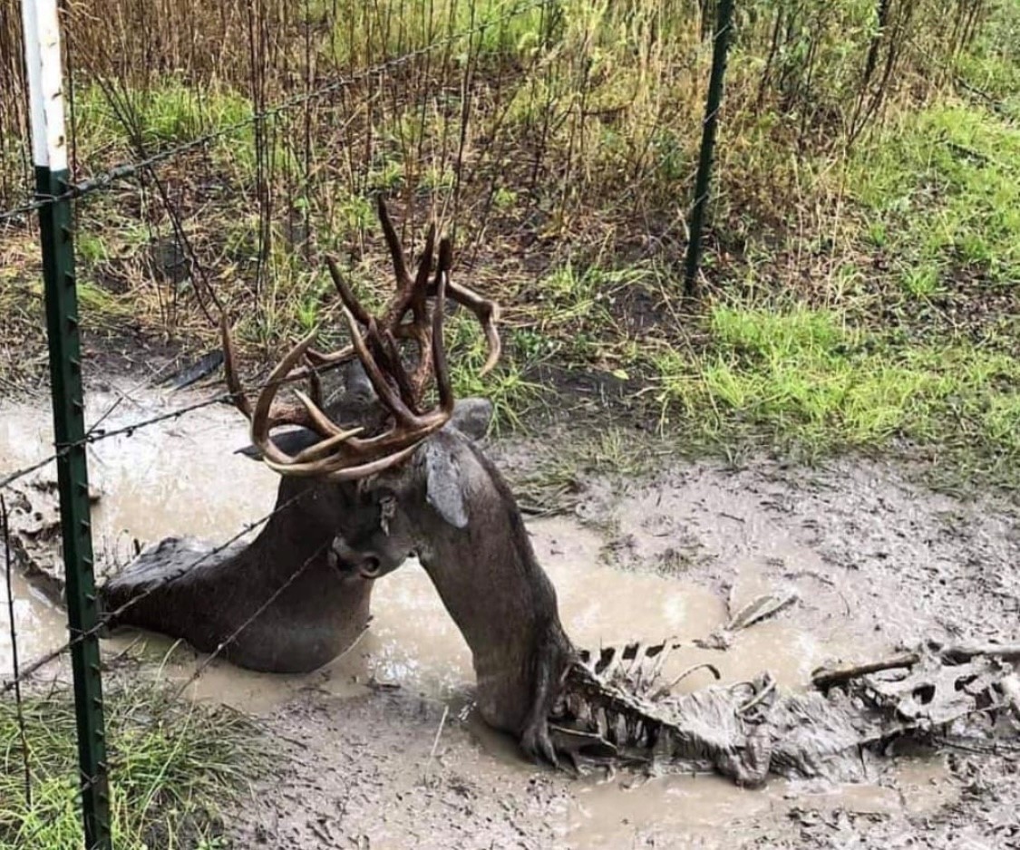 Sportsman Channel tweet media