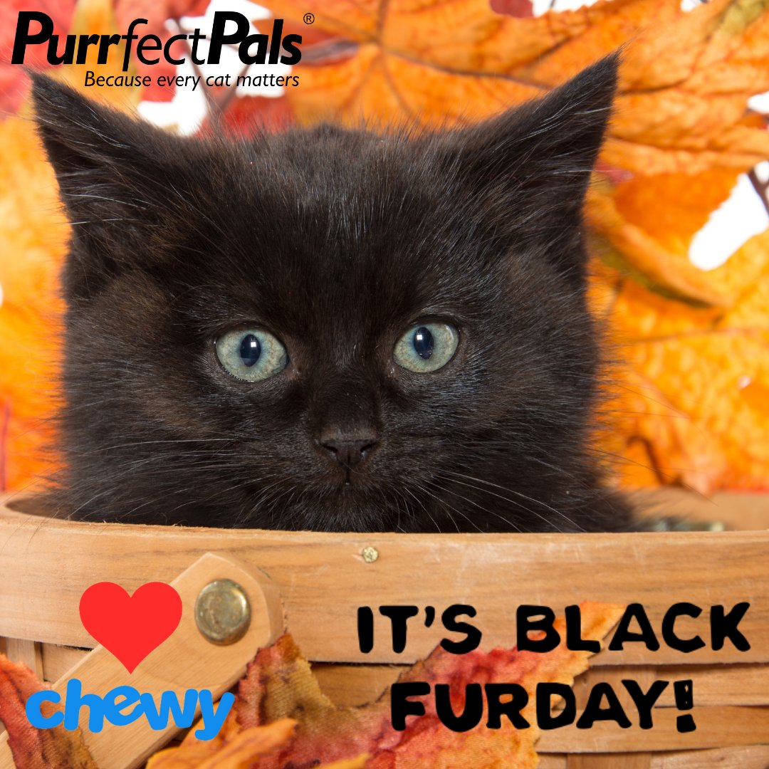 PurrfectPals's tweet photo. It's not quite #BlackFriday, BUT...could you do a little early shopping for our #kittens & order some Royal Canin Mother & Babycat wet & dry food off our @Chewy Wishlist? We have new litters arriving soon ๐ป https://t.co/56l1hzns0d #WishlistWednesday #BlackFurday #purrfectpals https://t.co/BcNzmR742N