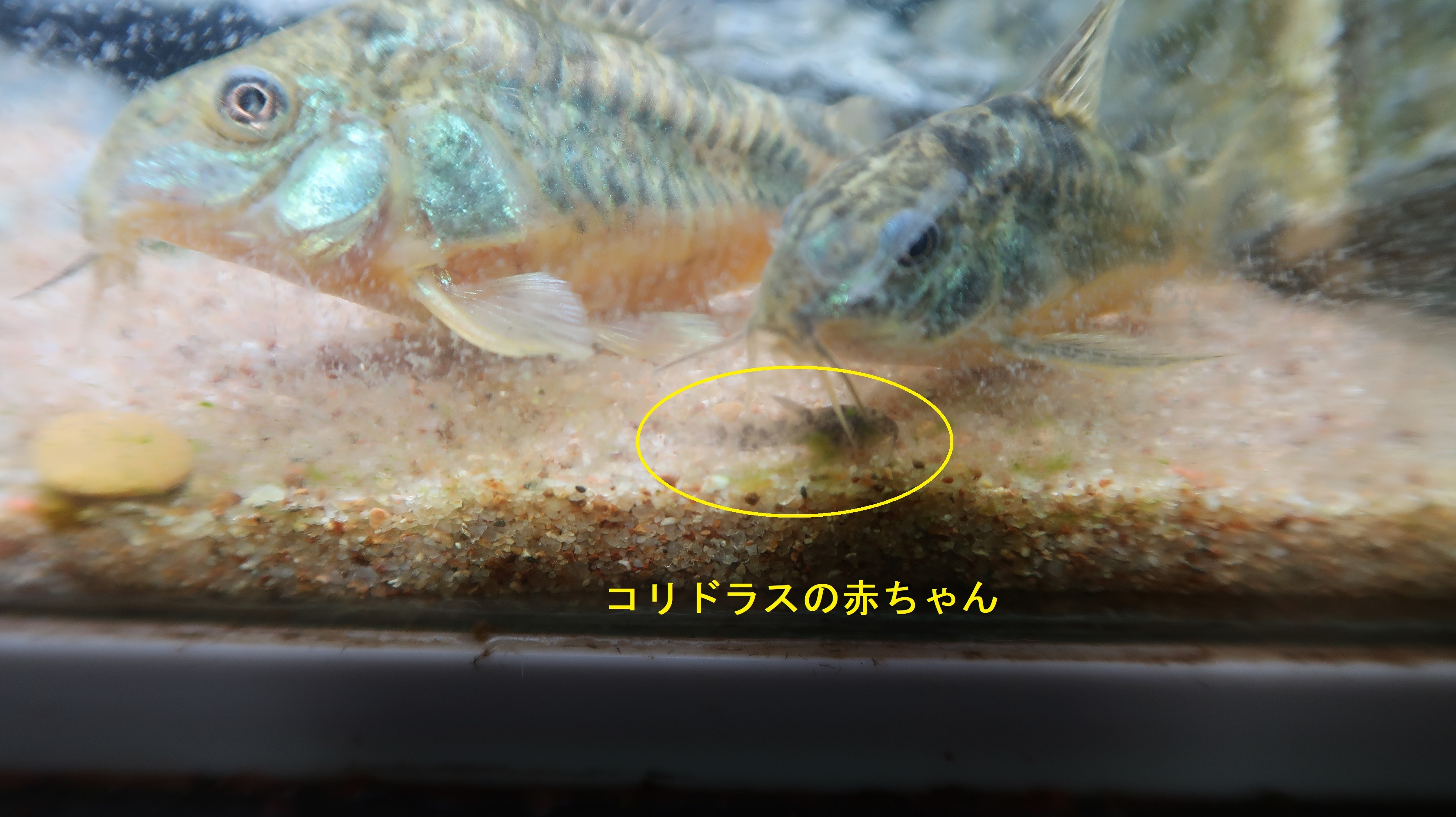 ᴛᴀᴍᴀᴋᴏᴍᴇ Rt Takenoko 5555 １１月２５日 木 昨夜 熱帯魚にエサを与えていたら小さな魚がチョロチョロと よく見たらコリドラスの赤ちゃんが一匹泳いでいました 水槽のガラス面にいつの間にか卵が 親子仲良くて微笑ましいです
