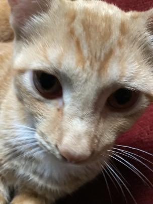 Hiatus Scary Catgenders Pos Catgenderpos Twitter