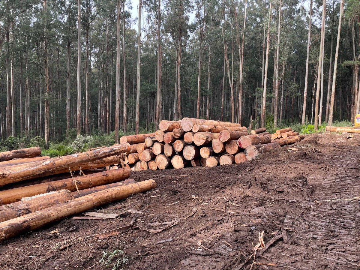 jillyfrees's tweet photo. BREAKING NOW: Community take action to stop rush by @VicForestsComms to log our native forests. Our threatened species can't wait for 'lawfare' protections, besides - 
WATCH our govt dept change the goal posts! 
#Laborslogging is a waste of money too, TRANSITION NOW! https://t.co/olEFAWKZh3