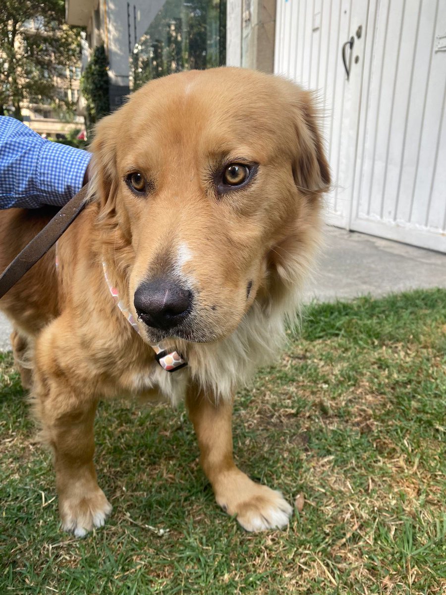 donutsrod's tweet image. Perrito perdido ayer en Masaryk, lo tiene el Sr Pepe en Hippixi Bicicletas, frente a la glorieta del Restaurante Saks. 🥺🙏🏽
