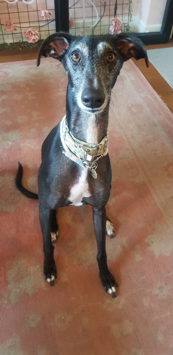 wagesforpages's tweet photo. @LaurenEEPersons Ruby sends get well boops xx https://t.co/trfXM1tjyT