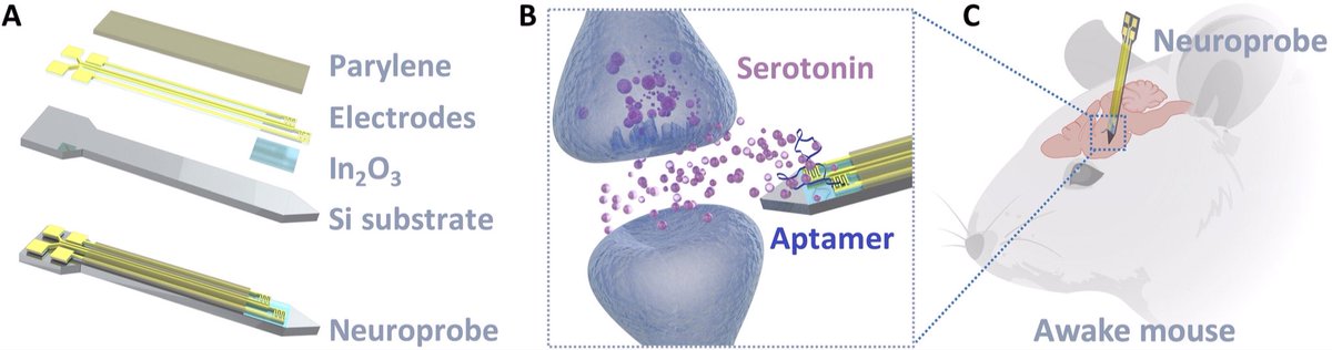 Our first in-brain neurotransmitter FET measurements on a project Anne Andrews <a href="/mindceleste/">Anne Andrews</a> started in 1998 &amp; I joined in 2002, first published today in <a href="/ScienceAdvances/">Science Advances</a> science.org/doi/10.1126/sc… - it became a part of President <a href="/BarackObama/">Barack Obama</a>’s #BRAIN Initiative #nano #neuro
