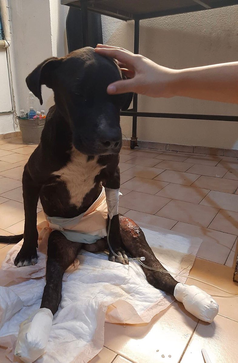 PatitasGdl 🐶 tweet media