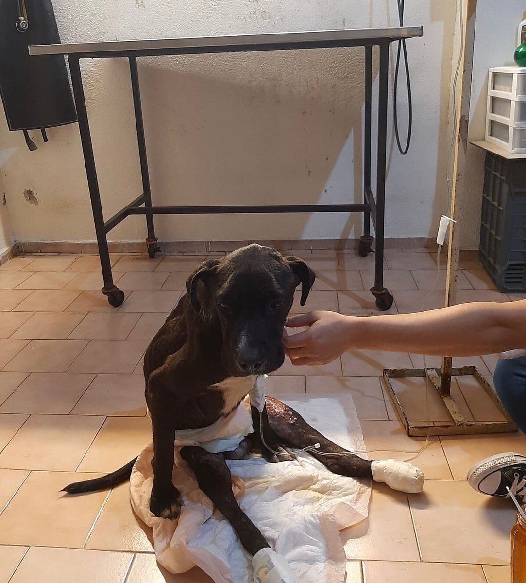 PatitasGdl 🐶 tweet media