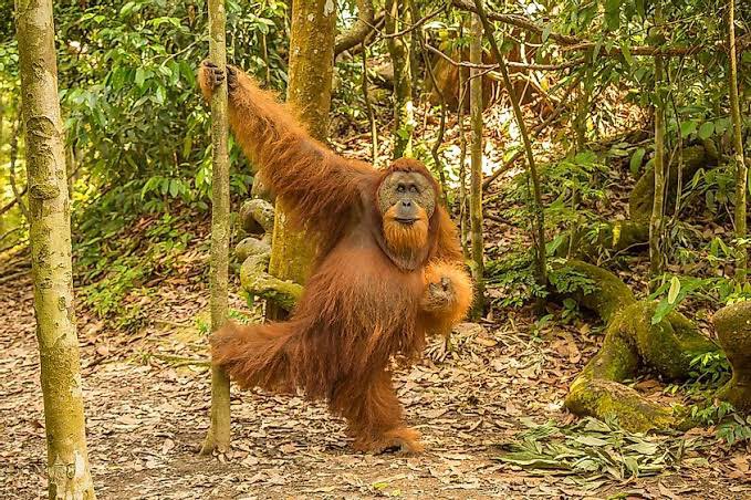 gallinafiedler1's tweet photo. In a New World/Law in Order my beautiful yet SO Hurting family members worldwide all #Forest #Jungles #Trees #Plants #Flowers #Meadows #Land #UnderBrush &amp; all their beautiful BABIES/YOUTH including  @GobQuintanaRoo @Kirkland_Ellis @IowaLawSchool @OKStateVetMed @MassGov Cont https://t.co/6RVBupAoub