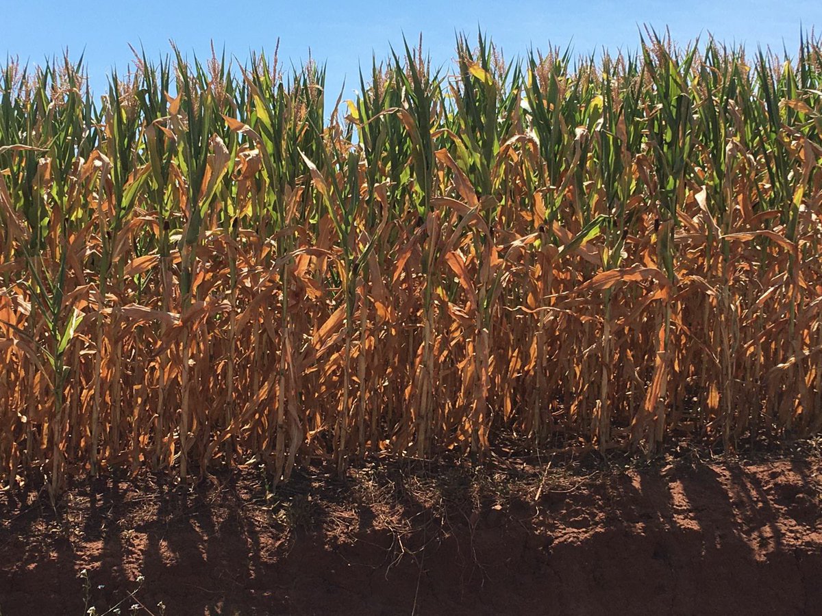 GRAINSOILSEEDS's tweet photo. #Brazil- situation in Rio Grande do Sul is getting complicated . Corn is already under a severe stress. #corn #maiz #maize #milho https://t.co/WEDyphPaMU