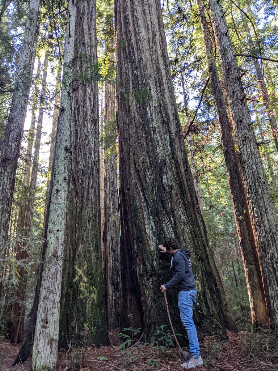 The X's mark redwood trees at the local park that PG&amp;E wants to cut down 😓.