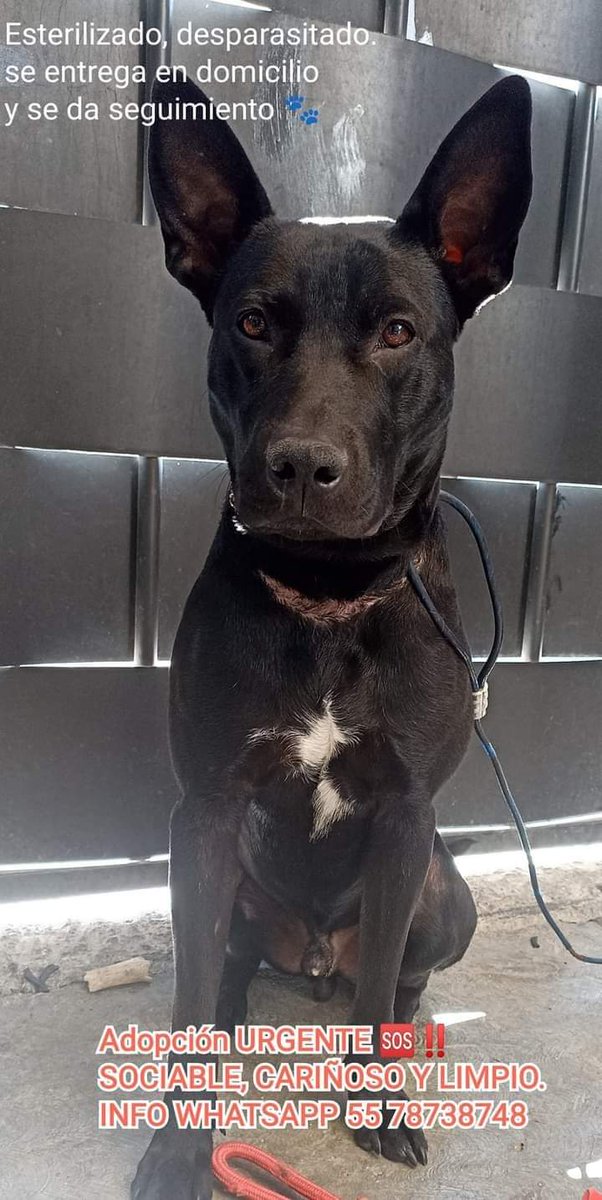ProphetZombie's tweet photo. #adoptame Ayúdame a encontrar un lugar para vivir. Ya no puedo estar más en resguardo. Les pido por favor su ayuda a difundir, lo encontramos en la calle pero ya no podemos quedarnos con el. @Alcaldia_Coy @AlcCuauhtemocMx vamos a darle un buen hogar. Gracias ayuden a difundir https://t.co/GLKpQQLQtX