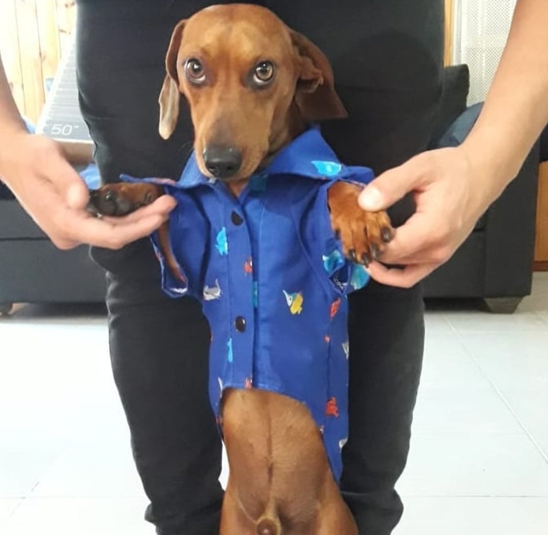 Pancho y su camisa