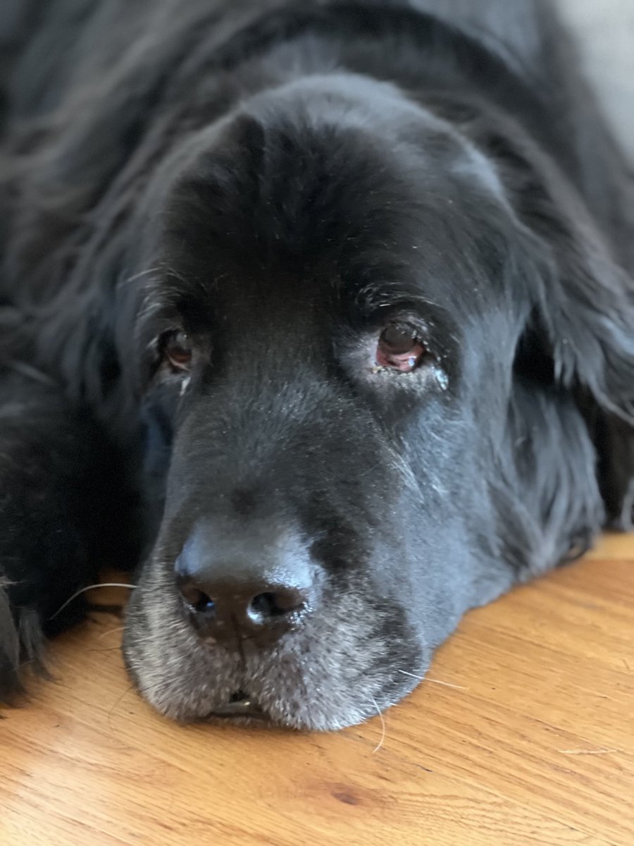 dabusmaplegrove's tweet image. We said goodbye to a family member today… Tula you will be missed forever and we are thankful for your love and comforting bark. Sleep well.