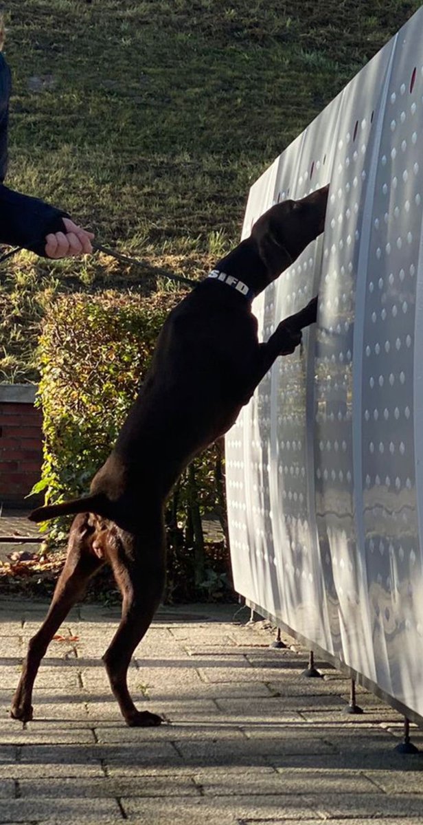 Scentimprint's tweet image. EDD Betti during a training on trainstation. 

#k9 #explosivedetectiondog  #bombsquad #security #securitycheck #germanshorthairedpointer #dogtraining #dogtrainingcenter #k9operator #scentworkfordogs #scentwork #snifferdogs #sifd #scentimprintfordogs #scentimprint