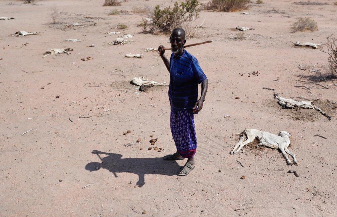 FarahAqli's tweet photo. More livestock are dying from the weather related effects of climate change in northern kenya and some part of Southern Somalia.

The pictures speaks loudly.
Listen to the most effects people of climate change. https://t.co/7kc9viQRap