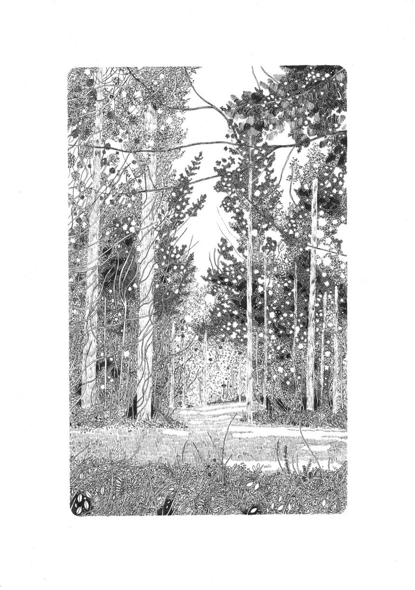 Claire_L_Leach's tweet photo. These drawings are available as high quality prints, inspired by beautiful British woodland. They’d make a perfect gift for a lover of forests and nature walks. https://t.co/fSFodZmY4S #HandmadeHour https://t.co/3bFj0ZxnxP