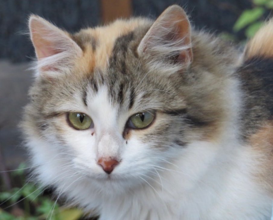 dogcatmadrid's tweet photo. Bellezas felinas.
🐈🐈🐈🐈🐈🐈🐈🐈

#cats_of_world #mascotas #mascota  #love #animals #catofthedays #pets #memescat #gatosgraciosos #adopta #dona #instacats #cats #gatos #gatitos #catsofinstagran #lovecats #catlover #gatodelinstagran #yoadopto  #adoptaungato #adoptanocompres https://t.co/HFT4GEekhh