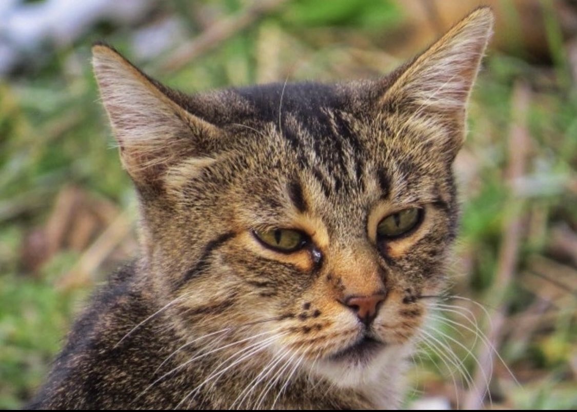dogcatmadrid's tweet photo. Bellezas felinas.
🐈🐈🐈🐈🐈🐈🐈🐈

#cats_of_world #mascotas #mascota  #love #animals #catofthedays #pets #memescat #gatosgraciosos #adopta #dona #instacats #cats #gatos #gatitos #catsofinstagran #lovecats #catlover #gatodelinstagran #yoadopto  #adoptaungato #adoptanocompres https://t.co/HFT4GEekhh