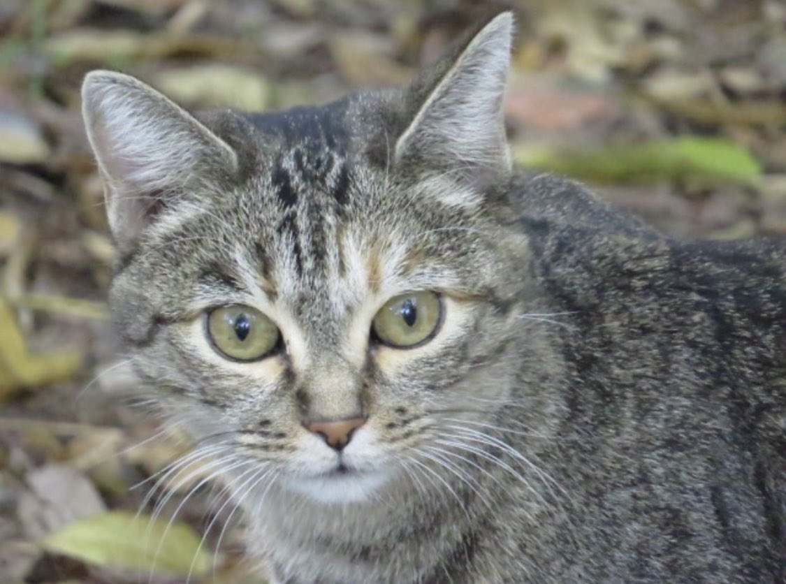 dogcatmadrid's tweet photo. Bellezas felinas.
🐈🐈🐈🐈🐈🐈🐈🐈

#cats_of_world #mascotas #mascota  #love #animals #catofthedays #pets #memescat #gatosgraciosos #adopta #dona #instacats #cats #gatos #gatitos #catsofinstagran #lovecats #catlover #gatodelinstagran #yoadopto  #adoptaungato #adoptanocompres https://t.co/HFT4GEekhh