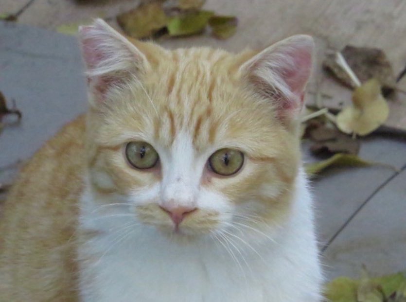 dogcatmadrid's tweet photo. Bellezas felinas.
🐈🐈🐈🐈🐈🐈🐈🐈

#cats_of_world #mascotas #mascota  #love #animals #catofthedays #pets #memescat #gatosgraciosos #adopta #dona #instacats #cats #gatos #gatitos #catsofinstagran #lovecats #catlover #gatodelinstagran #yoadopto  #adoptaungato #adoptanocompres https://t.co/HFT4GEekhh