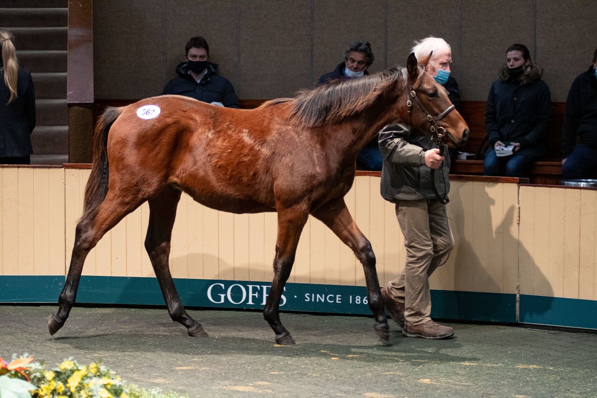 Strong results at <a href="/Goffs1866/">Goffs</a> Foal Sale for #SeaTheStars where two of his foals were the joint 2nd top lot as they both sold for €270,000
🌟 lot 623 was sold by Jockey Hall Stud to Abbeylands Farm
🌟 lot 562 was sold by <a href="/wardstownstud/">Elaine Clarke</a> to <a href="/camaspark/">Camas Park Stud</a>