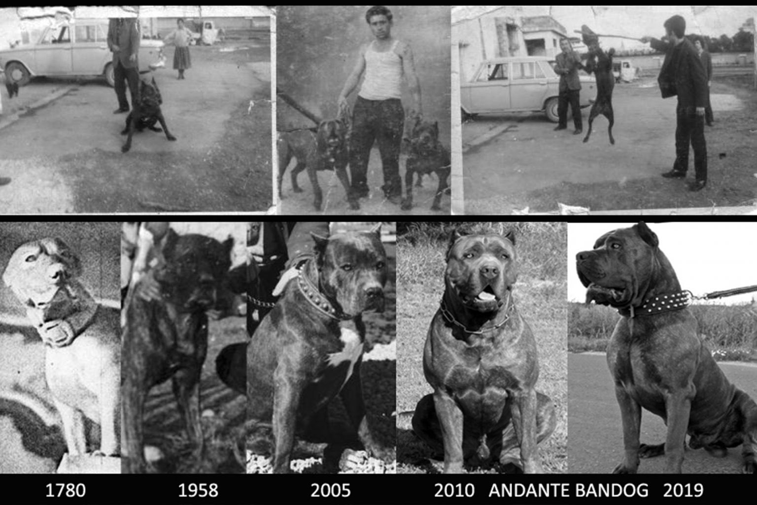 Aangenaam kennis te maken Besmettelijke ziekte Manieren Andante Bandog Kennels on Twitter: "Bandog also known as “Bandogge“ is a  general term for purebred dogs of the working molosser strain developed for  protection work. #bandog #bandogge #andantebandog #andantebandogkennels  https://t.co/abYsgdMeTZ" /