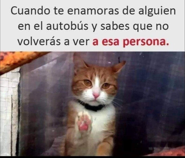 #SiTCoqueteo no te vayas 🥺😻😹

#TeamDioses_Miticos