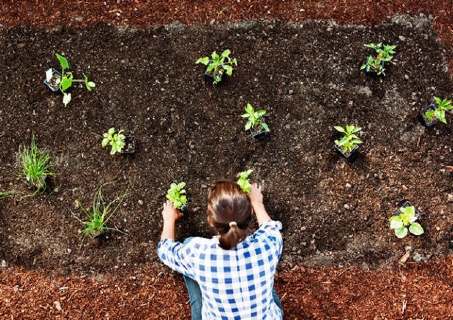 memoryhogan's tweet image. 🌷🌱🌿 Fall Is the Best Time for Planting bit.ly/3GC8c2S