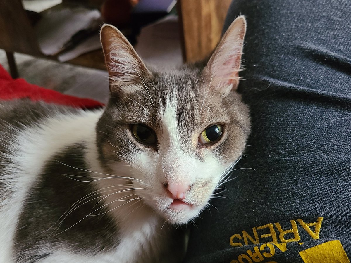 Good afternoon! I just wanted to give a tip that thighs are really good headrests 😸 does anyone else agree? #CatsOfTwitter