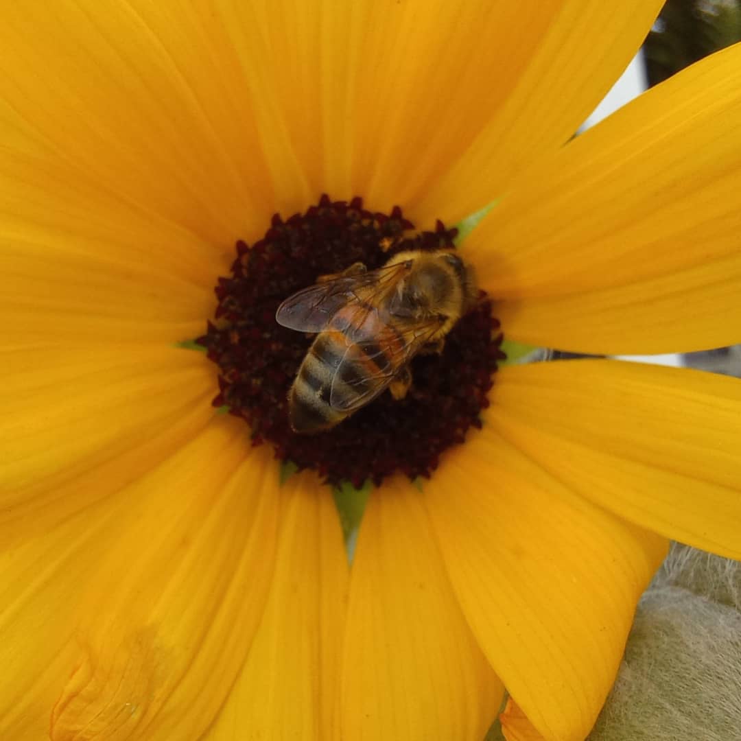 itsericrose's tweet photo. Hiya.  I was on assignment just now, and happened to capture these bee and sunflower images in Aliv Headquarters yard, in The Bahamas, with the Samsung Galaxy A31 Macro Mode. Sweet 😎

@SamsungMobileUS @SamsungCRBN @shots_samsung #bealiv @SamsungMobile @SamsungLatin #Bahamas #bee https://t.co/BiW0ELbwM6