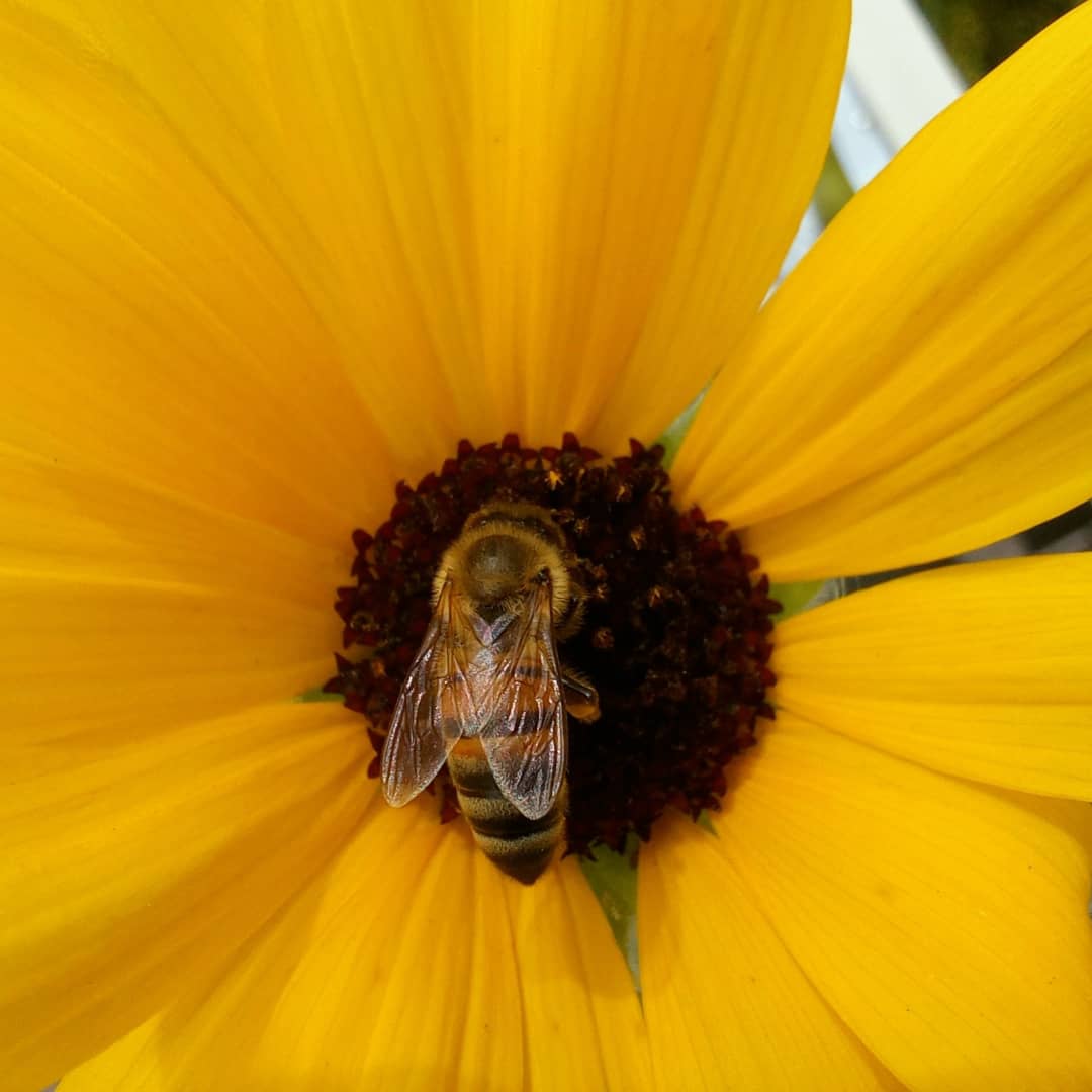 itsericrose's tweet photo. Hiya.  I was on assignment just now, and happened to capture these bee and sunflower images in Aliv Headquarters yard, in The Bahamas, with the Samsung Galaxy A31 Macro Mode. Sweet 😎

@SamsungMobileUS @SamsungCRBN @shots_samsung #bealiv @SamsungMobile @SamsungLatin #Bahamas #bee https://t.co/BiW0ELbwM6