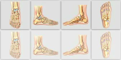 The foot is an intricate structure containing 26 bones with thirty-three joints, 107 ligaments, 19 muscles and multiple tendons that hold the structure together and allow it to move in a variety of ways. #footeducation #peerreviewed #patienteducation