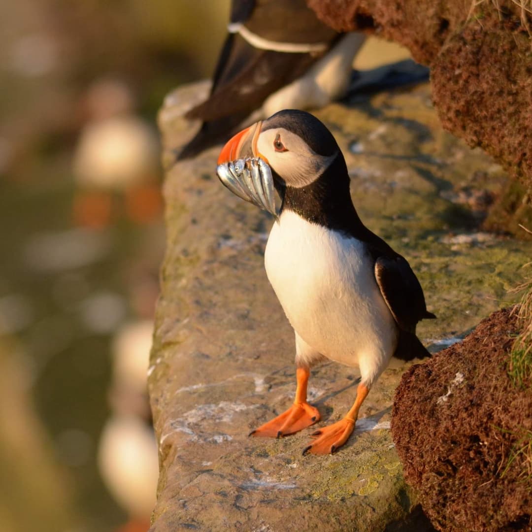Small88's tweet image. What a team! Although we didn't win the category, still MASSIVELY proud of our team of Puffineers 😁🥳 🐧🐟📸
#ProjectPuffinUK #Puffarazzi #teampuffin #onceapuffineeralwaysapuffineer 
#natureofscotlandawards2021