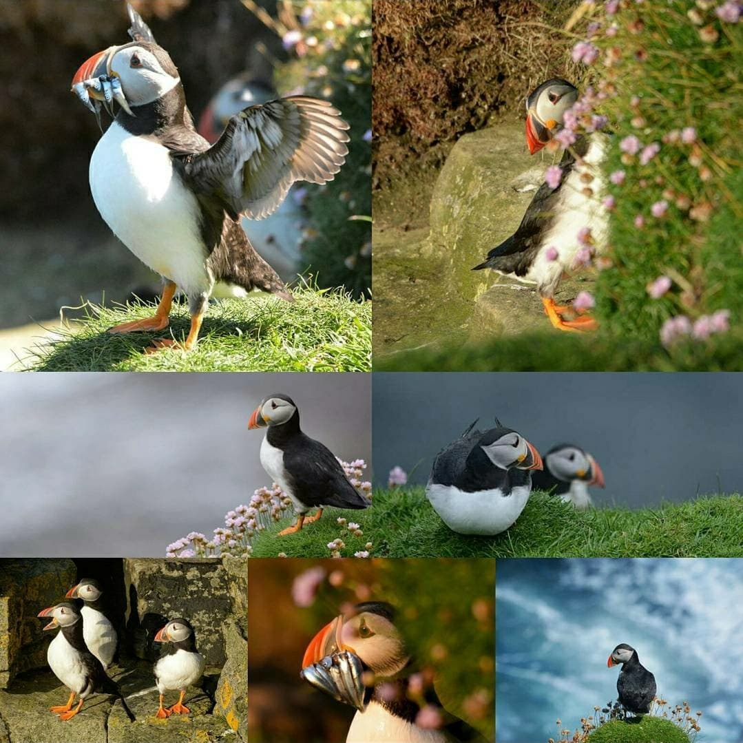 Small88's tweet image. What a team! Although we didn't win the category, still MASSIVELY proud of our team of Puffineers 😁🥳 🐧🐟📸
#ProjectPuffinUK #Puffarazzi #teampuffin #onceapuffineeralwaysapuffineer 
#natureofscotlandawards2021