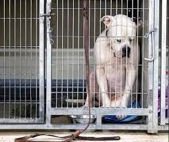 unaiwind's tweet photo. Cómo vamos a conseguir avanzar en ética y empatía con todos los animales y el planeta, si vivimos en una sociedad repleta de ayuntamientos de mierda que permiten las peores infamias contra los perros y los gatos.

#SacrificioCero 
#PerrerasCamposDeExterminio https://t.co/LRlZyNH9Qj