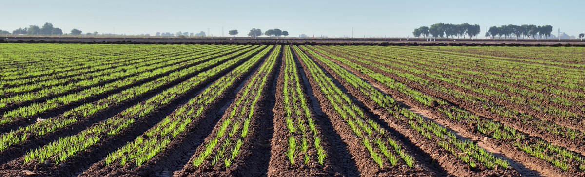 leocrespoh's tweet photo. After some days this is how the first wheat trials look at @CIMMYT  Cd Obregon. 

Besides appropriate trial management and experimental designs, high quality seed is also key to get good data and thus make better breeding decisions.  Otherwise bad seed = bad data. @AlisonRBentley https://t.co/V5cYdJCYod