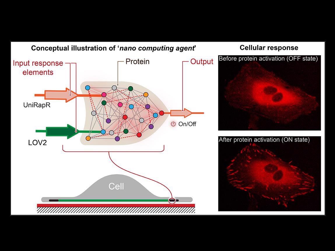 AZoNano's tweet image. New #nanocomputing agent can control the function of a specific protein.
buff.ly/3r0ZG8z