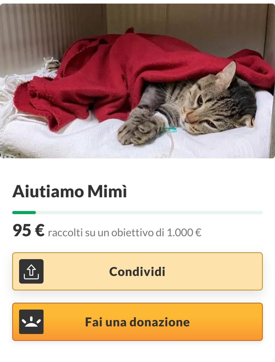 s3rotonin4's tweet image. aiutatemi a diffondere questa raccolta, oppure donate, fate qualcosa, vorrei poter fare di più. ((grazie in anticipo♥️)) 
conosco questo gattino da quando era piccino e non so quante ne ha passate, spero che questa sia l'ultima. 

gofund.me/0fdfa7db