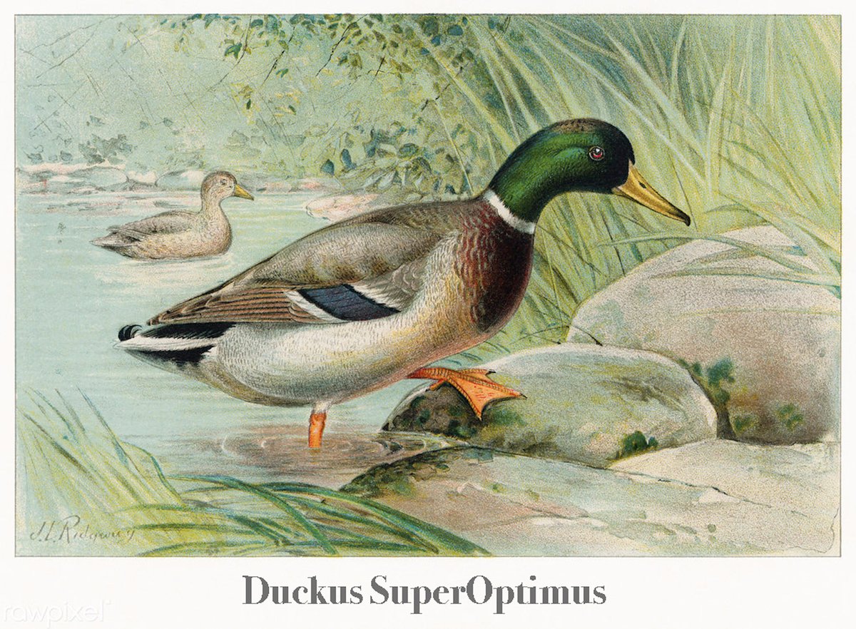 JosiahSmollet's tweet photo. What's a mallard have to teach us about life? Plenty! 
#Duck #Duck #Go #Superoptimist 
https://t.co/rSmNh5e2F9 https://t.co/PMyjEdkIIl