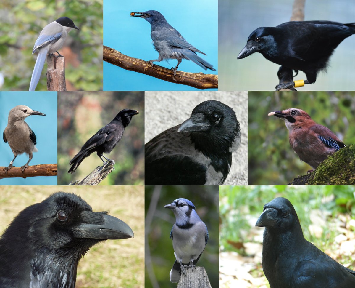 Dr Rachael Miller (Harrison) (@dr_rmiller) on Twitter photo Our 10-lab international collaboration on the socio-ecological correlates of neophobia (responses to novelty) in corvids is now out in <a href="/CurrentBiology/">Current Biology</a>: authors.elsevier.com/a/1e5eb3QW8Rwq…) 🧵 1/ Our 10-lab international collaboration on the socio-ecological correlates of neophobia (responses to novelty) in corvids is now out in <a href="/CurrentBiology/">Current Biology</a>: authors.elsevier.com/a/1e5eb3QW8Rwq…) 🧵 1/