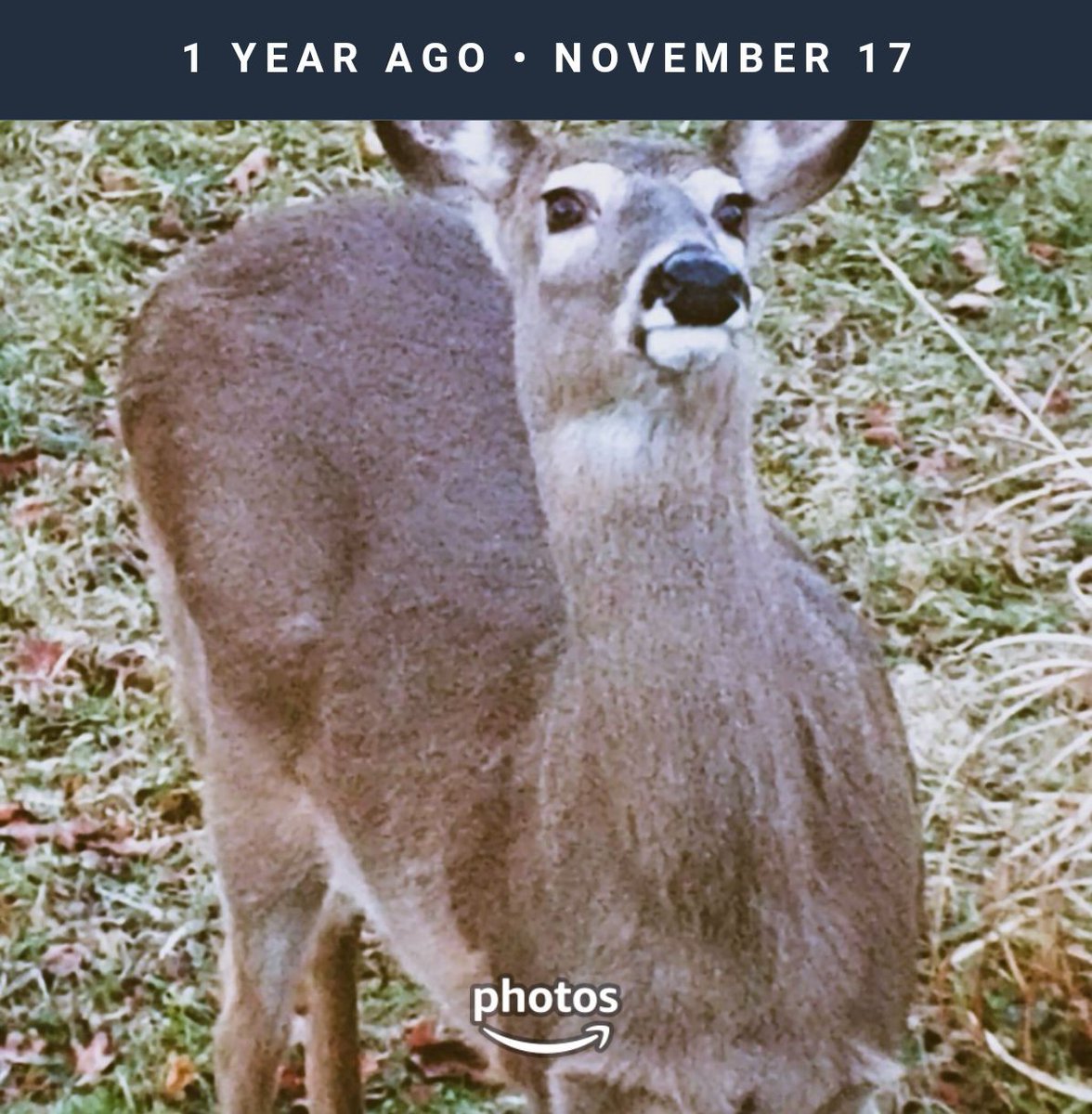 VIRTUAL OR LIVE IN PERSON VISITS WITH SANTA CLAUS (@scofcincinnati) on Twitter photo 