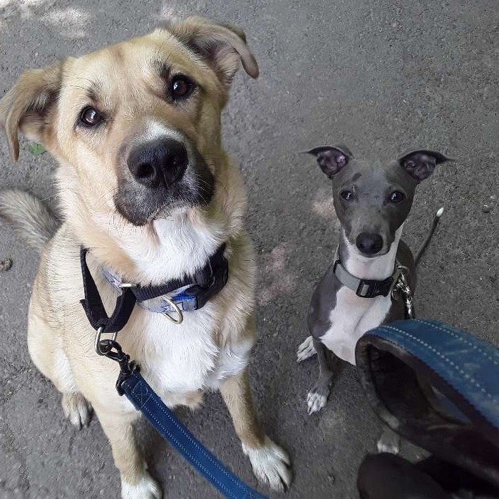 pooch_nyc's tweet photo. Maddie and Moses - The Sweet Snoot Squad! 😍#shepardmix #italiangreyhound
.
.
.
#uesdogs #uwsdogs #centralparkdogs #dogsofcentralpark #uwsdogwalker #uesdogwalker #uwspetcare #uespetcare #nycdogs #dogsoftheuws #dogsoftheues #nycdogwalker #theperfectpoochnyc #hireapetcarepro https://t.co/eTroVhs0bY