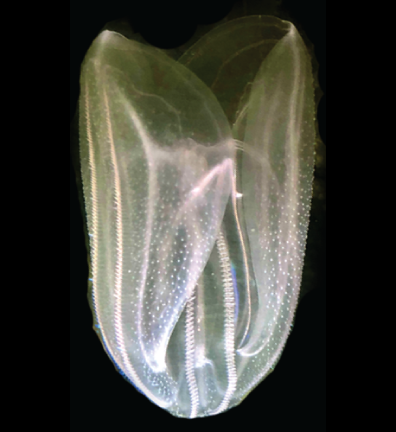 Whitney_Lab's tweet image. We are hiring 3 postdocs +1 animal care tech for ctenophore neurogenesis &amp;amp; neural circuit evolution project. Ryan, Strother, &amp;amp; Martindale Labs. #IndigenousInSTEM #BlackInSTEM #LatinxInSTEM #LGBTQSTEM #WomenInSTEM Application reviewing starts Dec 1, 2021 -&amp;gt; ryanlab.whitney.ufl.edu/hiring