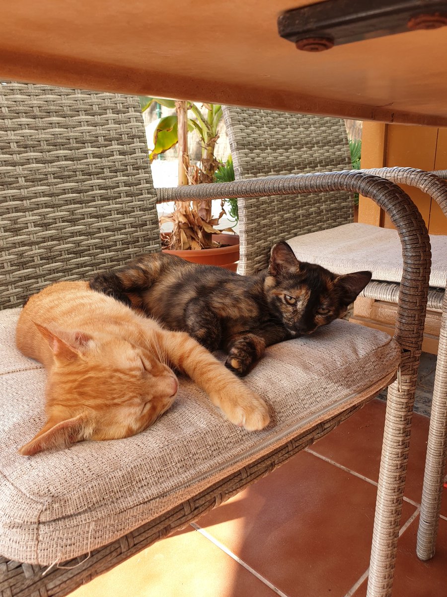 Cri_w13's tweet photo. #cats #kittens https://t.co/7kWwTCCsPa