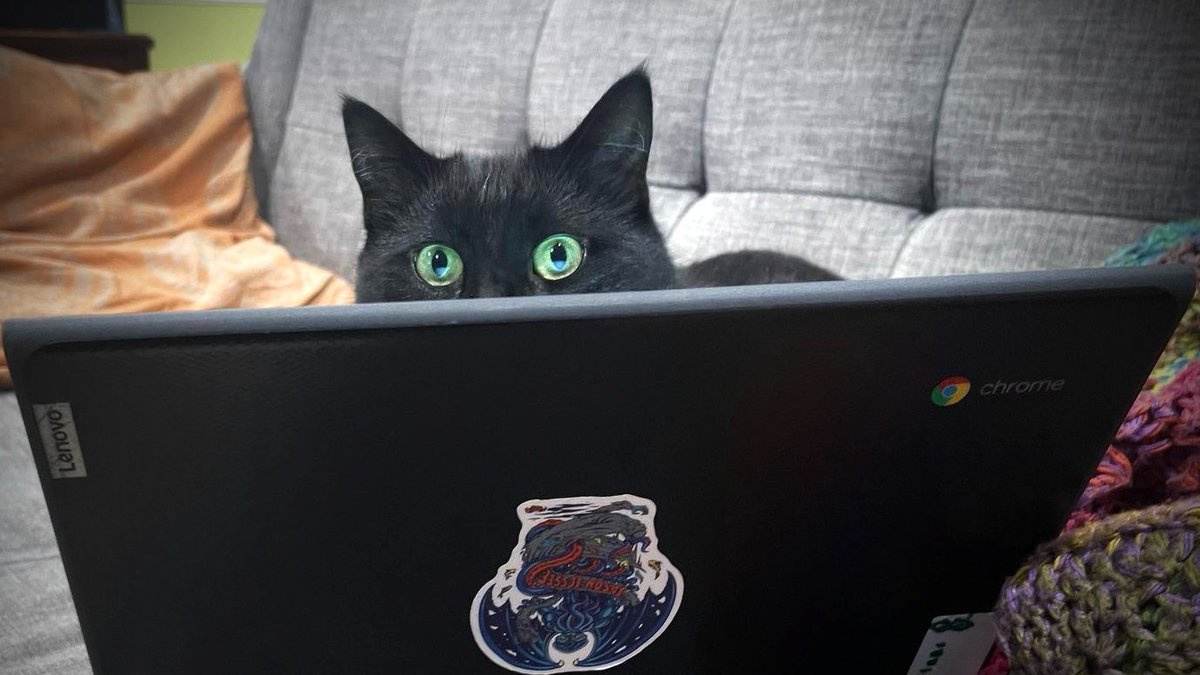 bcplinfo's tweet photo. Do your kids need homework help? While Lando the cat is bright, his lack of opposable thumbs would make typing difficult. Check out our free homework resources that can be accessed from home, school or the library: https://t.co/Kt4yMmqGkl https://t.co/4OAJHC5c59