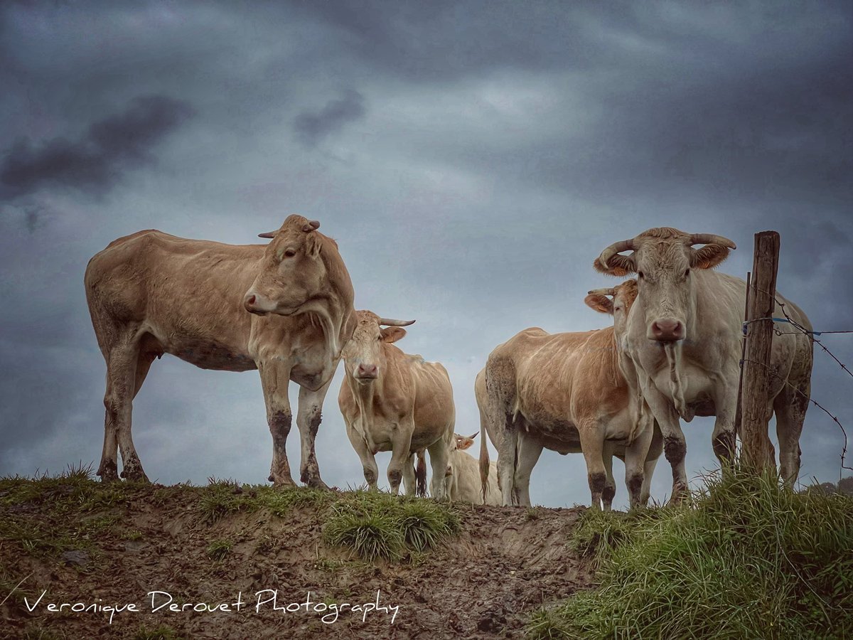 vederouet's tweet photo. ♥️ cows
Veronique Derouet 11/2021
#animalphotography #animals #cowsmakemehappy #cows #paysagebasque #paysbasque #pyreneesatlantiques #basquecountry @ThePhotoHour https://t.co/uoM2LJXp16