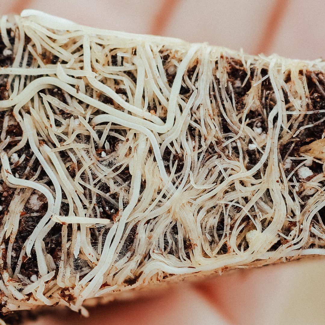 High Grade Hemp Seed tweet media