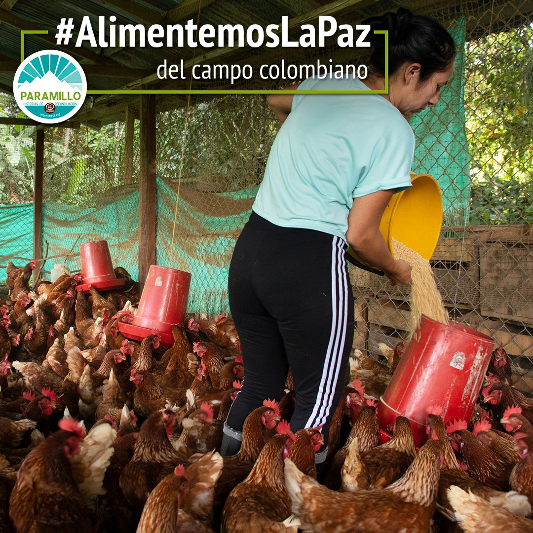 CParamillo's tweet photo. #NosHaceFalta una mano amiga para cumplir nuestro sueño de paz. Por eso lanzamos la campaña 🇨🇴 #AlimentemosLaPaz con @pasocolombia y Bay-Build.
Nos ayudan? 👉🏽https://t.co/Gw7znKkSaP https://t.co/IpJ516CdMB
