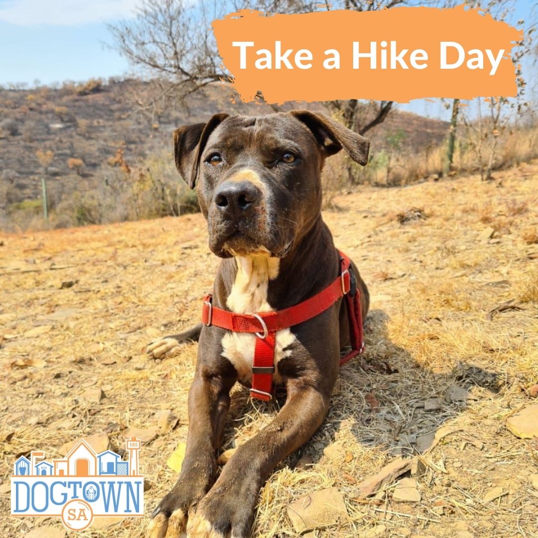 It's Take a Hike Day.
The adventurous dogs at Dogtown, like Suzie here, go on hikes.

Do you enjoy hiking? What are your favourite dog-friendly trails?

#DogtownSA #dogtime #hiking #outdoor #dogresuce
