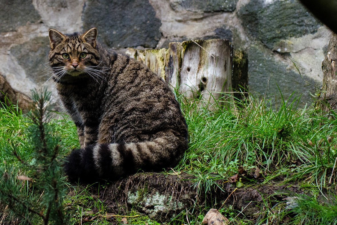 Zoologywithkiki's tweet photo. #Wildcats are the last native feline in the UK. They disappeared from England and Wales in the 1800s but are still found in Scotland. HOWEVER habitat loss, hunting and breeding with domestic cats (#hybridisation) has led to recent declines in wildcat populations #2021EBE https://t.co/jMlQmcGAXI